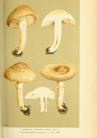 Reproducción/Reproduction 8723378702: Illustrations of British Fungi (Hymenomycetes), to serve as an atlas to the ""Handbook of British Fungi"".. LondonWilliams and Norgate1881-91