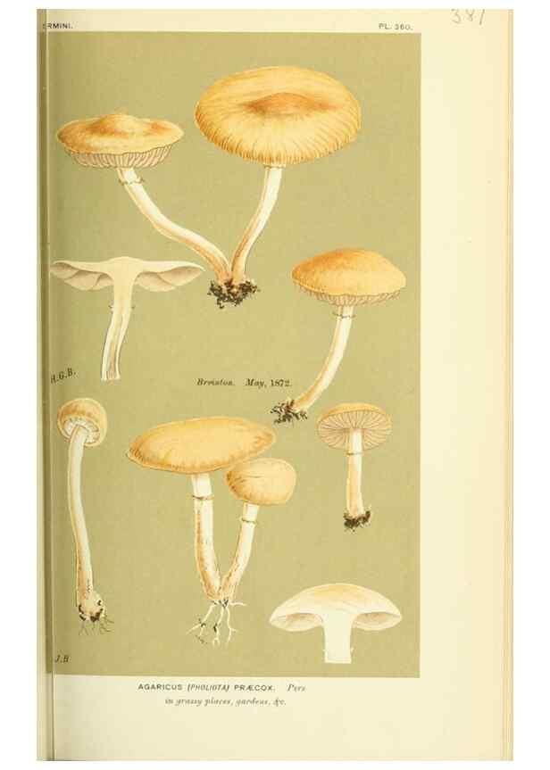 Reproducción/Reproduction 8722259615: Illustrations of British Fungi (Hymenomycetes), to serve as an atlas to the ""Handbook of British Fungi"".. LondonWilliams and Norgate1881-91