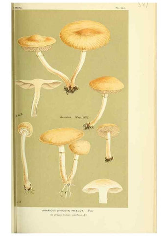 Reproducción/Reproduction 8722259615: Illustrations of British Fungi (Hymenomycetes), to serve as an atlas to the ""Handbook of British Fungi"".. LondonWilliams and Norgate1881-91