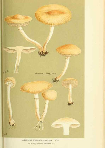 Reproducción/Reproduction 8722259615: Illustrations of British Fungi (Hymenomycetes), to serve as an atlas to the ""Handbook of British Fungi"".. LondonWilliams and Norgate1881-91