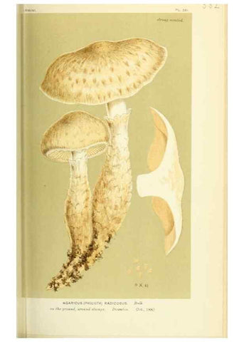 Reproducción/Reproduction 8722259963: Illustrations of British Fungi (Hymenomycetes), to serve as an atlas to the ""Handbook of British Fungi"".. LondonWilliams and Norgate1881-91