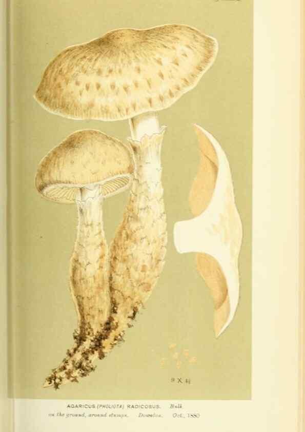 Reproducción/Reproduction 8722259963: Illustrations of British Fungi (Hymenomycetes), to serve as an atlas to the ""Handbook of British Fungi"".. LondonWilliams and Norgate1881-91