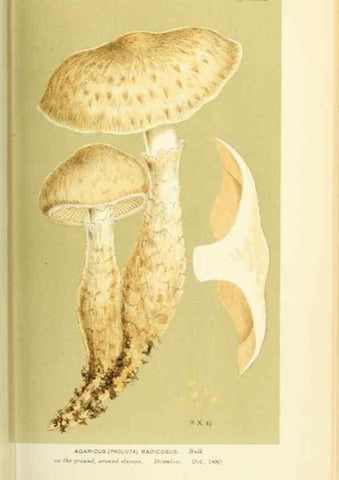 Reproducción/Reproduction 8722259963: Illustrations of British Fungi (Hymenomycetes), to serve as an atlas to the ""Handbook of British Fungi"".. LondonWilliams and Norgate1881-91
