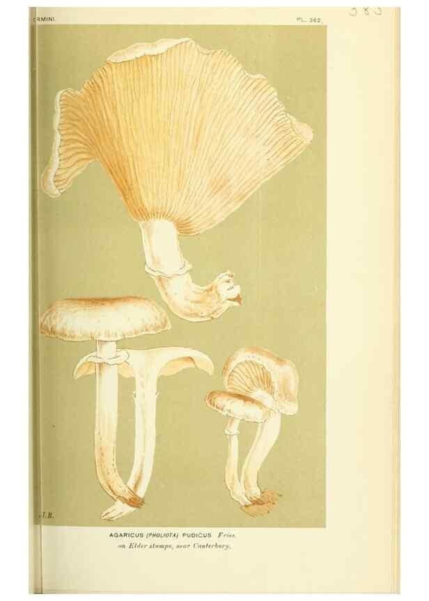 Reproducción/Reproduction 8723379912: Illustrations of British Fungi (Hymenomycetes), to serve as an atlas to the ""Handbook of British Fungi"".. LondonWilliams and Norgate1881-91