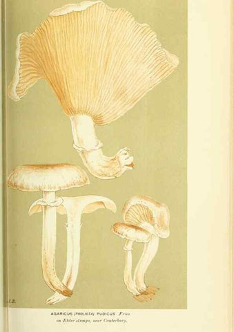 Reproducción/Reproduction 8723379912: Illustrations of British Fungi (Hymenomycetes), to serve as an atlas to the ""Handbook of British Fungi"".. LondonWilliams and Norgate1881-91