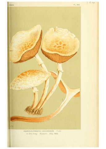 Reproducción/Reproduction 8723380266: Illustrations of British Fungi (Hymenomycetes), to serve as an atlas to the ""Handbook of British Fungi"".. LondonWilliams and Norgate1881-91