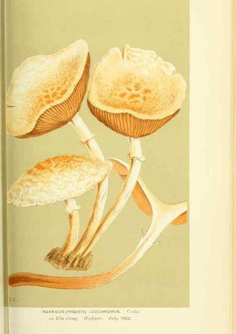 Reproducción/Reproduction 8723380266: Illustrations of British Fungi (Hymenomycetes), to serve as an atlas to the ""Handbook of British Fungi"".. LondonWilliams and Norgate1881-91