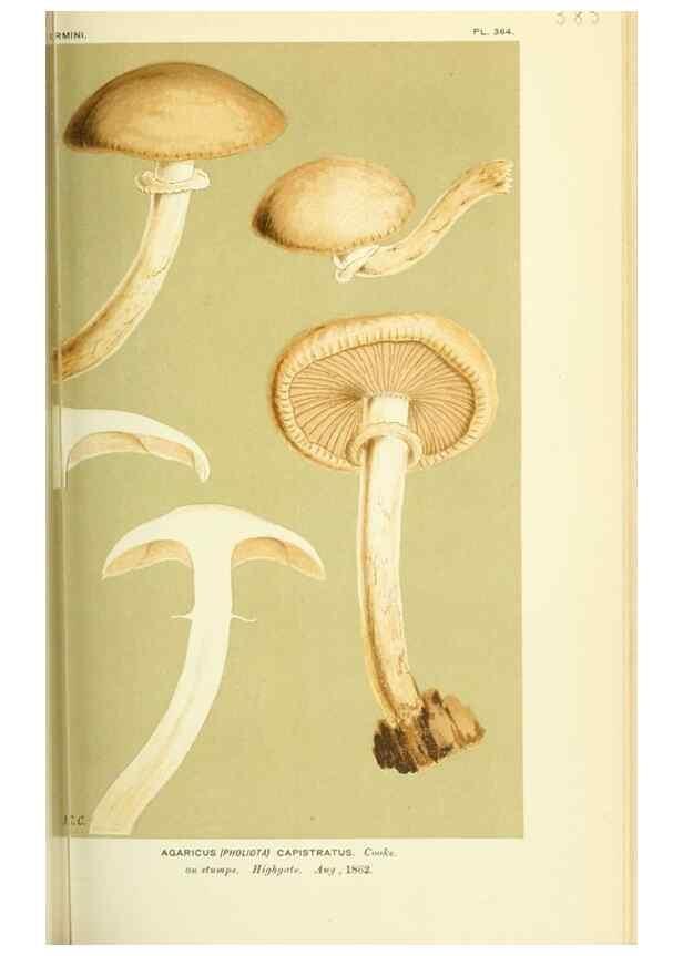 Reproducción/Reproduction 8722260965: Illustrations of British Fungi (Hymenomycetes), to serve as an atlas to the ""Handbook of British Fungi"".. LondonWilliams and Norgate1881-91