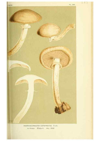 Reproducción/Reproduction 8722260965: Illustrations of British Fungi (Hymenomycetes), to serve as an atlas to the ""Handbook of British Fungi"".. LondonWilliams and Norgate1881-91