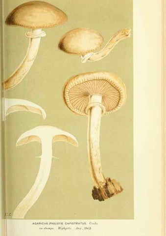 Reproducción/Reproduction 8722260965: Illustrations of British Fungi (Hymenomycetes), to serve as an atlas to the ""Handbook of British Fungi"".. LondonWilliams and Norgate1881-91