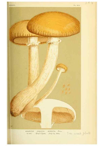 Reproducción/Reproduction 8722261357: Illustrations of British Fungi (Hymenomycetes), to serve as an atlas to the ""Handbook of British Fungi"".. LondonWilliams and Norgate1881-91