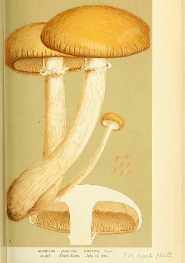 Reproducción/Reproduction 8722261357: Illustrations of British Fungi (Hymenomycetes), to serve as an atlas to the ""Handbook of British Fungi"".. LondonWilliams and Norgate1881-91