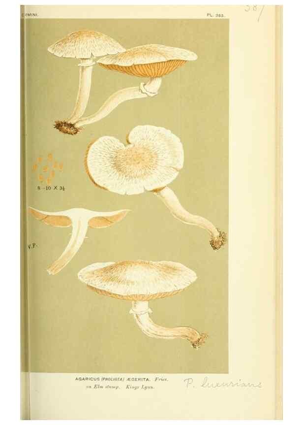 Reproducción/Reproduction 8723381476: Illustrations of British Fungi (Hymenomycetes), to serve as an atlas to the ""Handbook of British Fungi"".. LondonWilliams and Norgate1881-91
