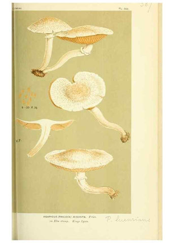 Reproducción/Reproduction 8723381476: Illustrations of British Fungi (Hymenomycetes), to serve as an atlas to the ""Handbook of British Fungi"".. LondonWilliams and Norgate1881-91