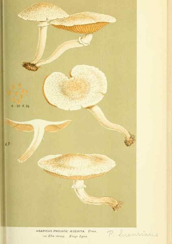 Reproducción/Reproduction 8723381476: Illustrations of British Fungi (Hymenomycetes), to serve as an atlas to the ""Handbook of British Fungi"".. LondonWilliams and Norgate1881-91