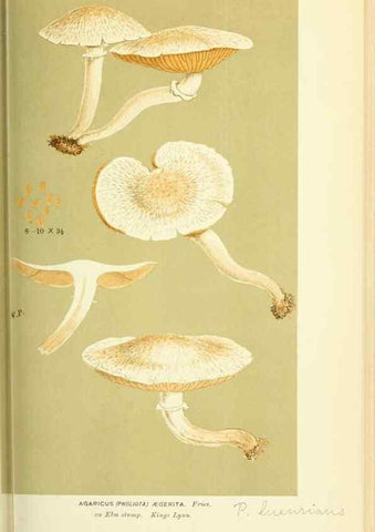 Reproducción/Reproduction 8723381476: Illustrations of British Fungi (Hymenomycetes), to serve as an atlas to the ""Handbook of British Fungi"".. LondonWilliams and Norgate1881-91