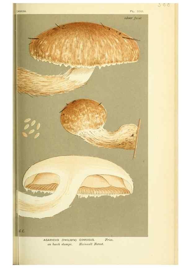 Reproducción/Reproduction 8722262085: Illustrations of British Fungi (Hymenomycetes), to serve as an atlas to the ""Handbook of British Fungi"".. LondonWilliams and Norgate1881-91