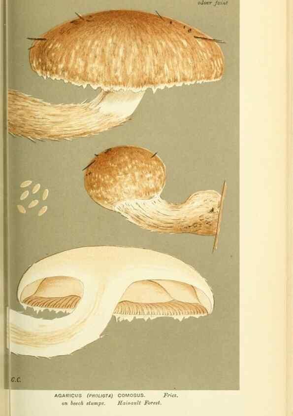 Reproducción/Reproduction 8722262085: Illustrations of British Fungi (Hymenomycetes), to serve as an atlas to the ""Handbook of British Fungi"".. LondonWilliams and Norgate1881-91
