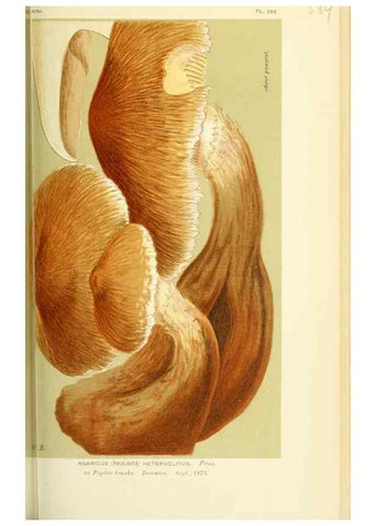 Reproducción/Reproduction 8723382210: Illustrations of British Fungi (Hymenomycetes), to serve as an atlas to the ""Handbook of British Fungi"".. LondonWilliams and Norgate1881-91