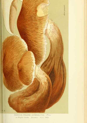 Reproducción/Reproduction 8723382210: Illustrations of British Fungi (Hymenomycetes), to serve as an atlas to the ""Handbook of British Fungi"".. LondonWilliams and Norgate1881-91