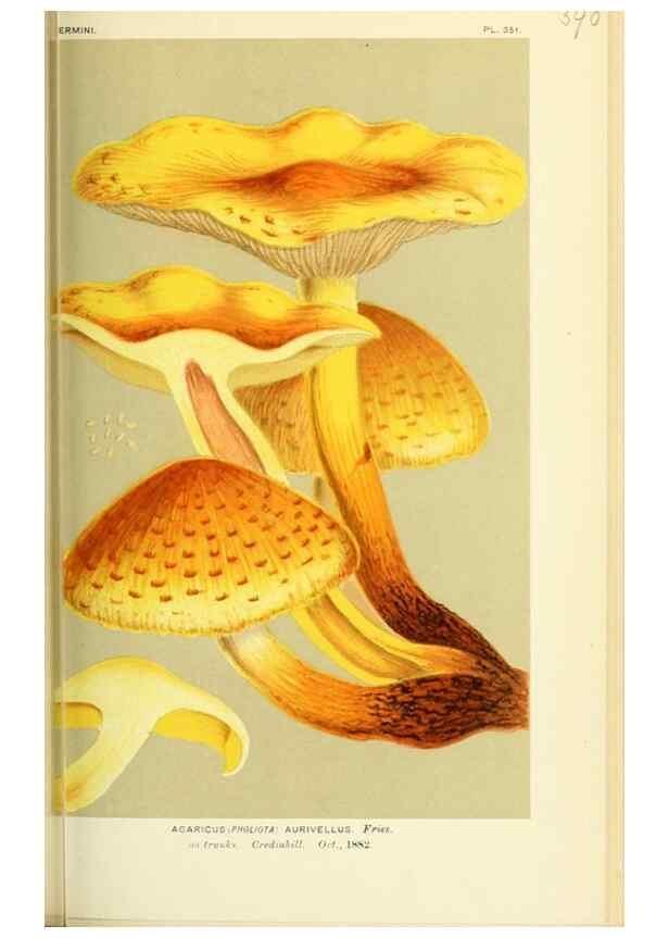 Reproducción/Reproduction 8723382548: Illustrations of British Fungi (Hymenomycetes), to serve as an atlas to the ""Handbook of British Fungi"".. LondonWilliams and Norgate1881-91