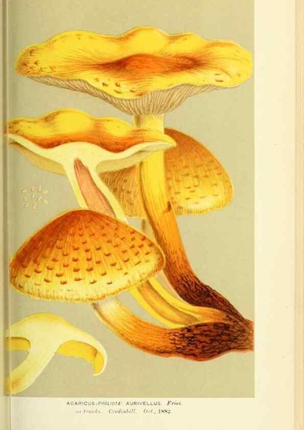 Reproducción/Reproduction 8723382548: Illustrations of British Fungi (Hymenomycetes), to serve as an atlas to the ""Handbook of British Fungi"".. LondonWilliams and Norgate1881-91
