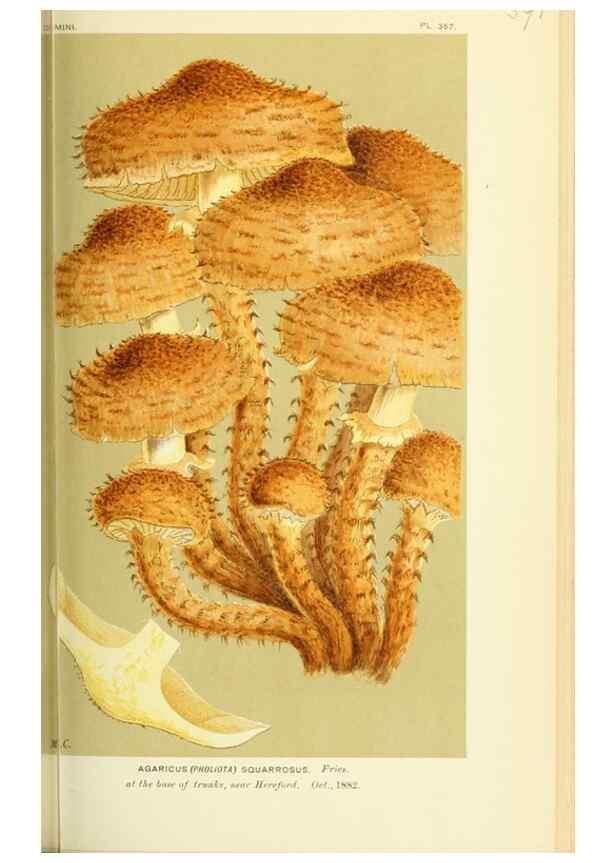 Reproducción/Reproduction 8723382968: Illustrations of British Fungi (Hymenomycetes), to serve as an atlas to the ""Handbook of British Fungi"".. LondonWilliams and Norgate1881-91