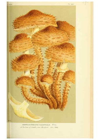 Reproducción/Reproduction 8723382968: Illustrations of British Fungi (Hymenomycetes), to serve as an atlas to the ""Handbook of British Fungi"".. LondonWilliams and Norgate1881-91
