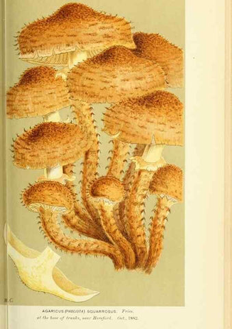 Reproducción/Reproduction 8723382968: Illustrations of British Fungi (Hymenomycetes), to serve as an atlas to the ""Handbook of British Fungi"".. LondonWilliams and Norgate1881-91