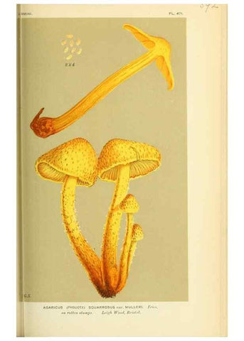 Reproducción/Reproduction 8722263883: Illustrations of British Fungi (Hymenomycetes), to serve as an atlas to the ""Handbook of British Fungi"".. LondonWilliams and Norgate1881-91