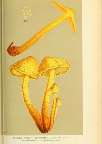Reproducción/Reproduction 8722263883: Illustrations of British Fungi (Hymenomycetes), to serve as an atlas to the ""Handbook of British Fungi"".. LondonWilliams and Norgate1881-91