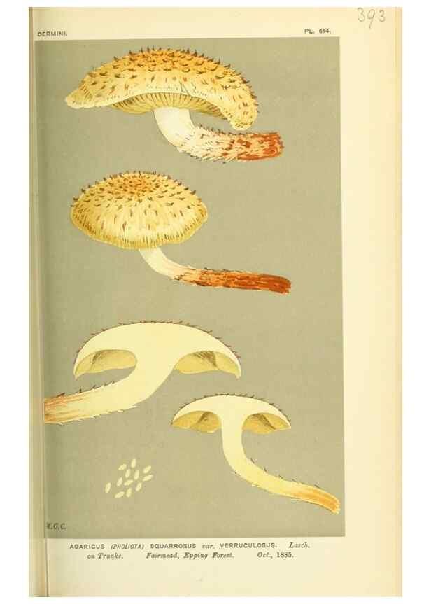 Reproducción/Reproduction 8723383828: Illustrations of British Fungi (Hymenomycetes), to serve as an atlas to the ""Handbook of British Fungi"".. LondonWilliams and Norgate1881-91