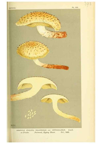 Reproducción/Reproduction 8723383828: Illustrations of British Fungi (Hymenomycetes), to serve as an atlas to the ""Handbook of British Fungi"".. LondonWilliams and Norgate1881-91