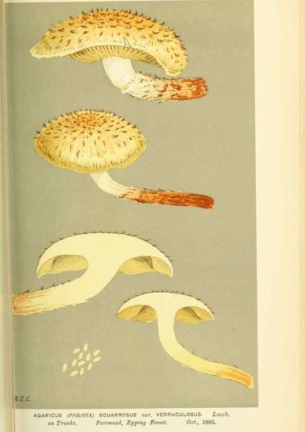 Reproducción/Reproduction 8723383828: Illustrations of British Fungi (Hymenomycetes), to serve as an atlas to the ""Handbook of British Fungi"".. LondonWilliams and Norgate1881-91