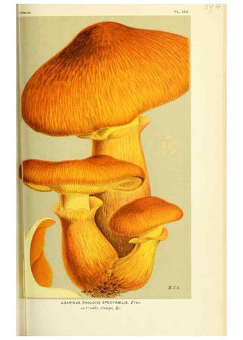 Reproducción/Reproduction 8722264599: Illustrations of British Fungi (Hymenomycetes), to serve as an atlas to the ""Handbook of British Fungi"".. LondonWilliams and Norgate1881-91