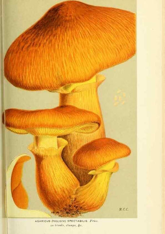 Reproducción/Reproduction 8722264599: Illustrations of British Fungi (Hymenomycetes), to serve as an atlas to the ""Handbook of British Fungi"".. LondonWilliams and Norgate1881-91