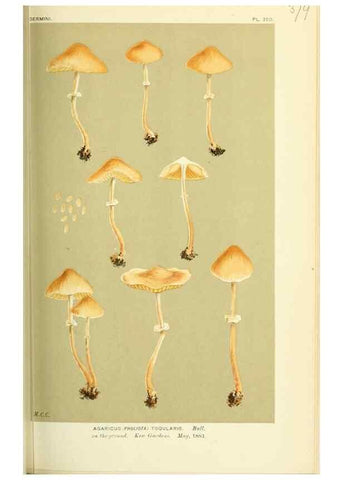 Reproducción/Reproduction 8723378274: Illustrations of British Fungi (Hymenomycetes), to serve as an atlas to the ""Handbook of British Fungi"".. LondonWilliams and Norgate1881-91