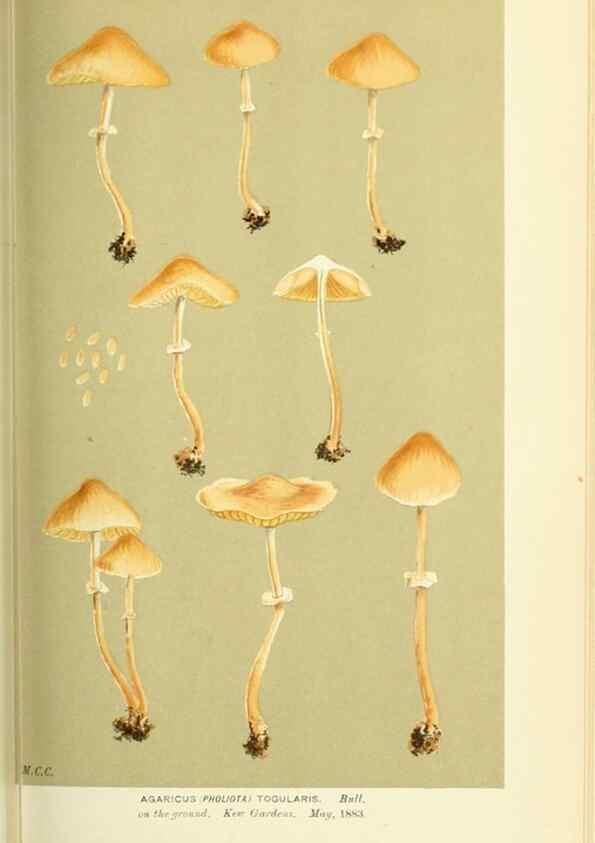 Reproducción/Reproduction 8723378274: Illustrations of British Fungi (Hymenomycetes), to serve as an atlas to the ""Handbook of British Fungi"".. LondonWilliams and Norgate1881-91