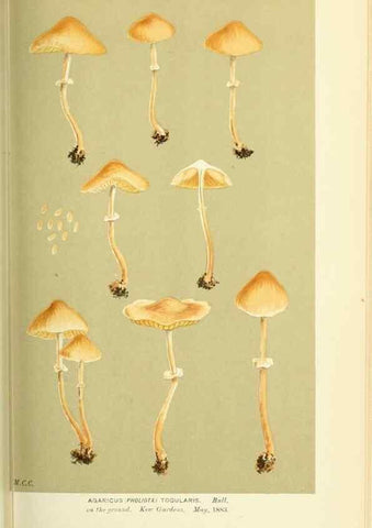Reproducción/Reproduction 8723378274: Illustrations of British Fungi (Hymenomycetes), to serve as an atlas to the ""Handbook of British Fungi"".. LondonWilliams and Norgate1881-91