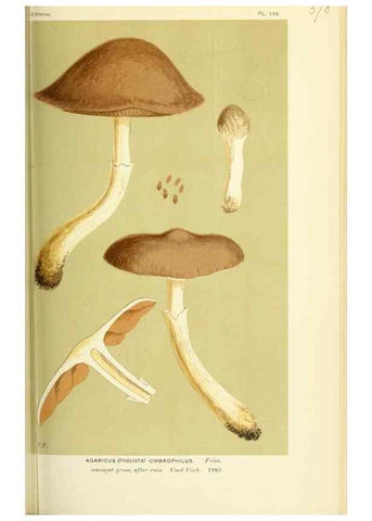 Reproducción/Reproduction 8722258025: Illustrations of British Fungi (Hymenomycetes), to serve as an atlas to the ""Handbook of British Fungi"".. LondonWilliams and Norgate1881-91