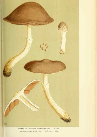 Reproducción/Reproduction 8722258025: Illustrations of British Fungi (Hymenomycetes), to serve as an atlas to the ""Handbook of British Fungi"".. LondonWilliams and Norgate1881-91