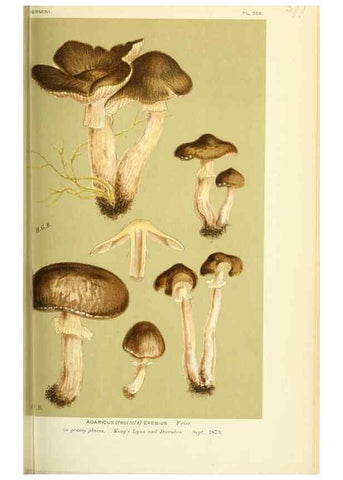 Reproducción/Reproduction 8723377164: Illustrations of British Fungi (Hymenomycetes), to serve as an atlas to the ""Handbook of British Fungi"".. LondonWilliams and Norgate1881-91