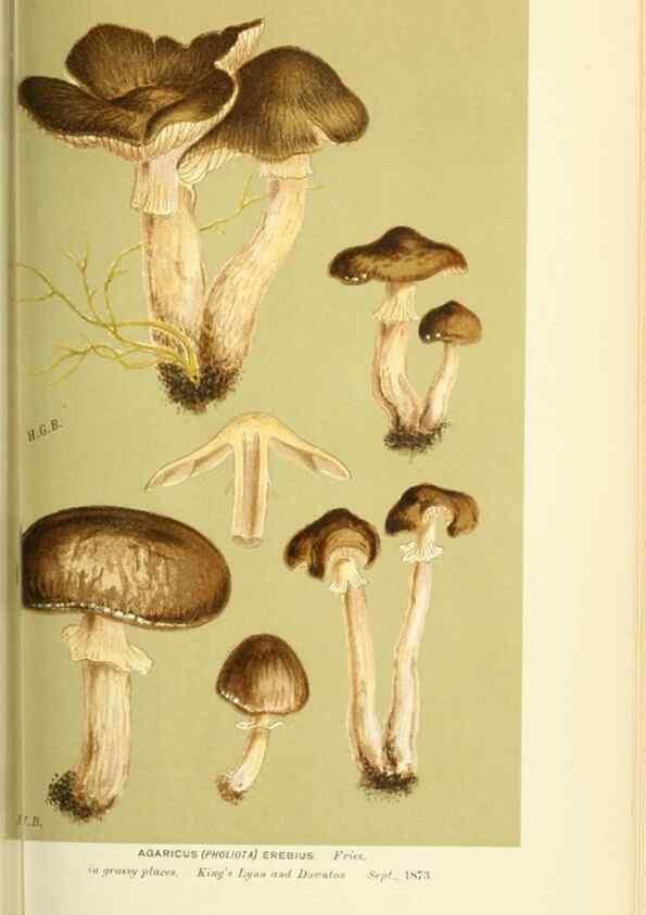 Reproducción/Reproduction 8723377164: Illustrations of British Fungi (Hymenomycetes), to serve as an atlas to the ""Handbook of British Fungi"".. LondonWilliams and Norgate1881-91