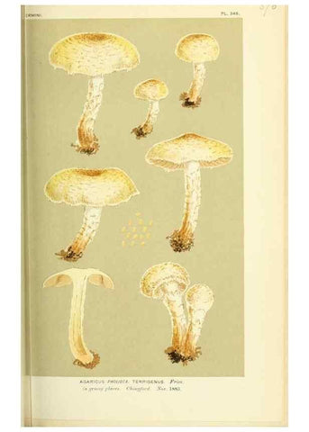 Reproducción/Reproduction 8723376798: Illustrations of British Fungi (Hymenomycetes), to serve as an atlas to the ""Handbook of British Fungi"".. LondonWilliams and Norgate1881-91