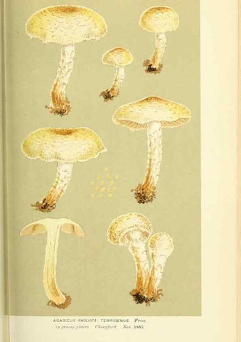 Reproducción/Reproduction 8723376798: Illustrations of British Fungi (Hymenomycetes), to serve as an atlas to the ""Handbook of British Fungi"".. LondonWilliams and Norgate1881-91