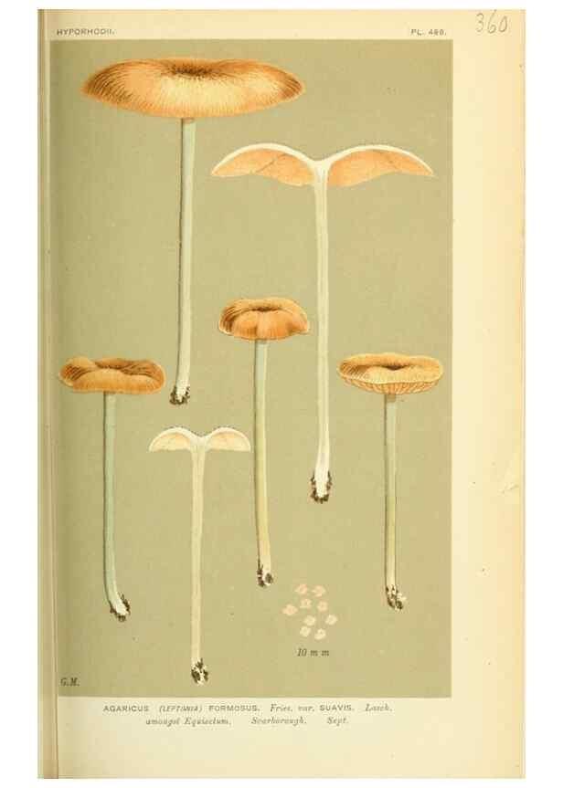 Reproducción/Reproduction 8722251893: Illustrations of British Fungi (Hymenomycetes), to serve as an atlas to the ""Handbook of British Fungi"".. LondonWilliams and Norgate1881-91