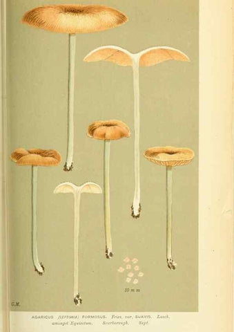 Reproducción/Reproduction 8722251893: Illustrations of British Fungi (Hymenomycetes), to serve as an atlas to the ""Handbook of British Fungi"".. LondonWilliams and Norgate1881-91