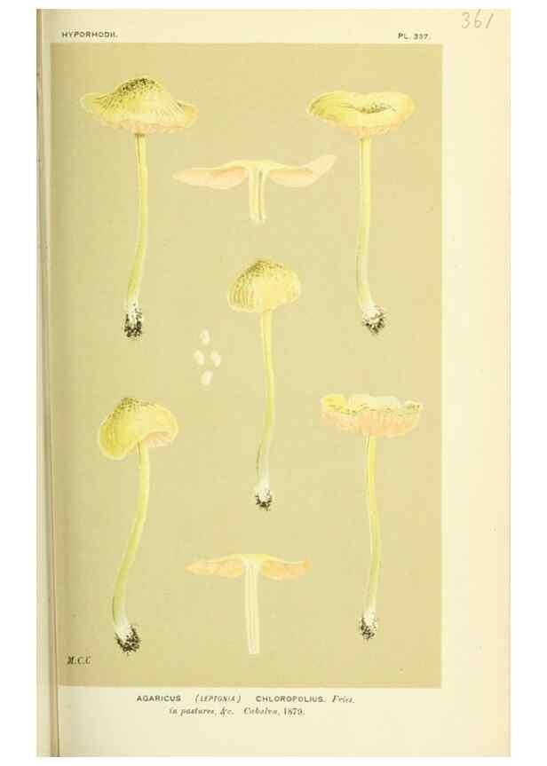Reproducción/Reproduction 8722252197: Illustrations of British Fungi (Hymenomycetes), to serve as an atlas to the ""Handbook of British Fungi"".. LondonWilliams and Norgate1881-91
