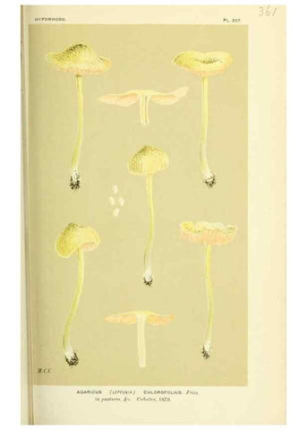 Reproducción/Reproduction 8722252197: Illustrations of British Fungi (Hymenomycetes), to serve as an atlas to the ""Handbook of British Fungi"".. LondonWilliams and Norgate1881-91