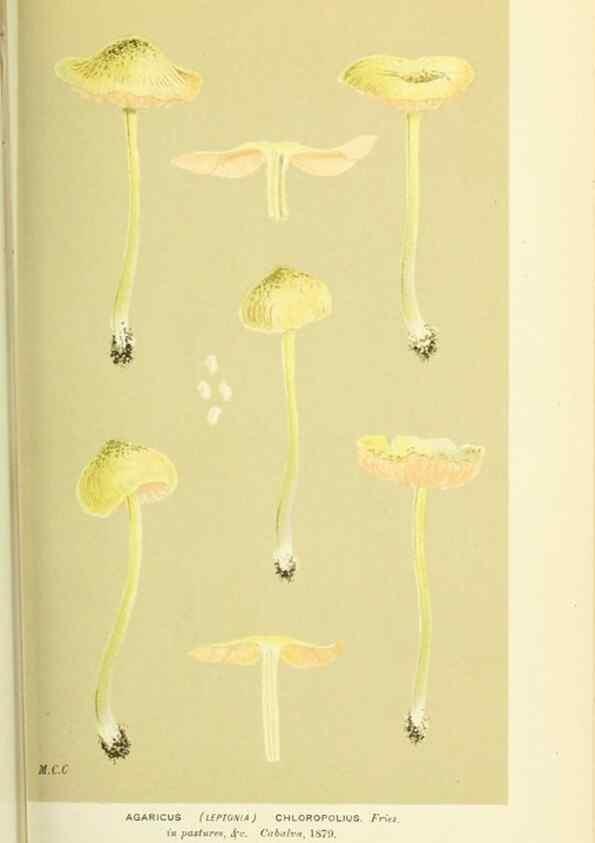 Reproducción/Reproduction 8722252197: Illustrations of British Fungi (Hymenomycetes), to serve as an atlas to the ""Handbook of British Fungi"".. LondonWilliams and Norgate1881-91